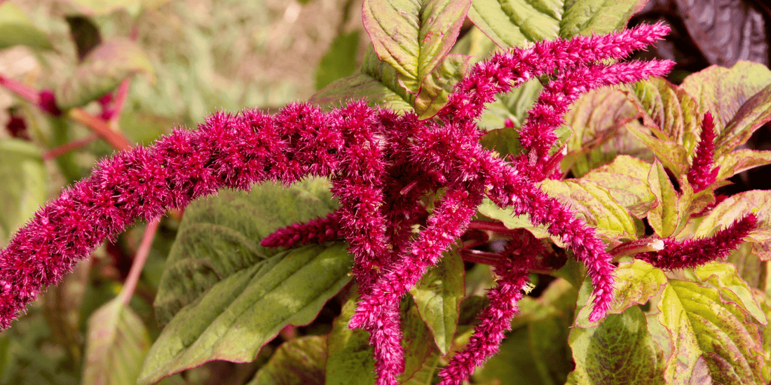 Amaranth, Leaf to Seed: How to Use Every Part of This Powerful Plant