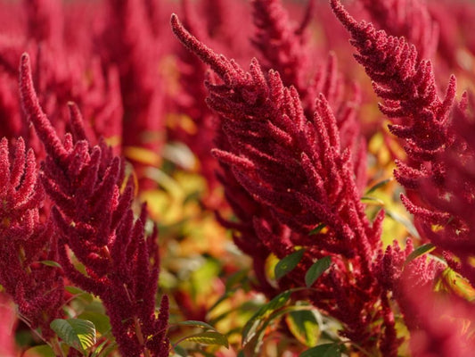 Amaranth Oil Benefits: Gut, Heart & Skin Health Backed by Science